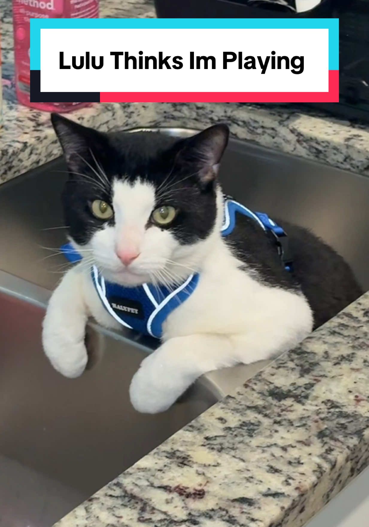 Lulu doesn’t listen 😒