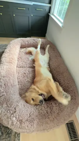 Fergus is loving his new 3-in-1 foldable giant dog bed @Lesure Pet #dogbed #washabledogbed #humandogbed #orthopedicdogbed 
