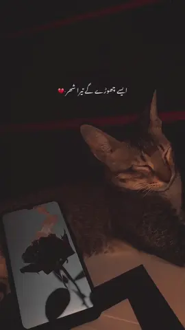 Asy chore ghe tera shair-🥀 | Paid Repost Avalaible • #urdushayari #urduadablines #viralvideo #viralvideo @TikTok 