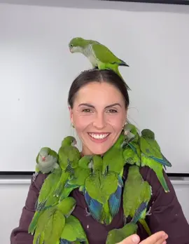 Ручні папуги , море щастя🥰🥰🥰🥰🥰🥰🥰🥰🥰🥰🥰🥰 #папугильвів#ручніпапуги#parrotsoftiktok 