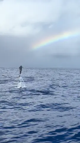 Look what was at the bottom of the rainbow!  Baby 🐬 season 🩵🌈  #hawaii #baby #dolphin #rainbow #cute 
