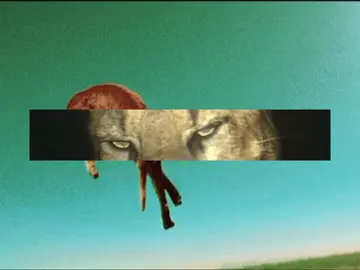 shitty scrap #nature#cats#animals #tiger#wildlife