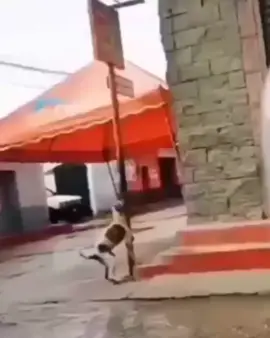 Perritos Bailando 😂 #perrosbailando #dogdance #perros  #perrosgraciosos #humor 
