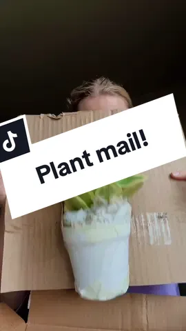 I’m a hot mess yet AGAIN!!! It’s Monday 😂!! But got my new little peTeromia 😉 from @Happy Plant!! Thank you thank! Come in perfect as ALWAYS! #happyplant #peperomia #petsafeplants #plantmail #PlantTok 
