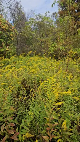 Golden rod! 🌼🌼 #nature #wildflower #Outdoors #Outdoors #Hiking 