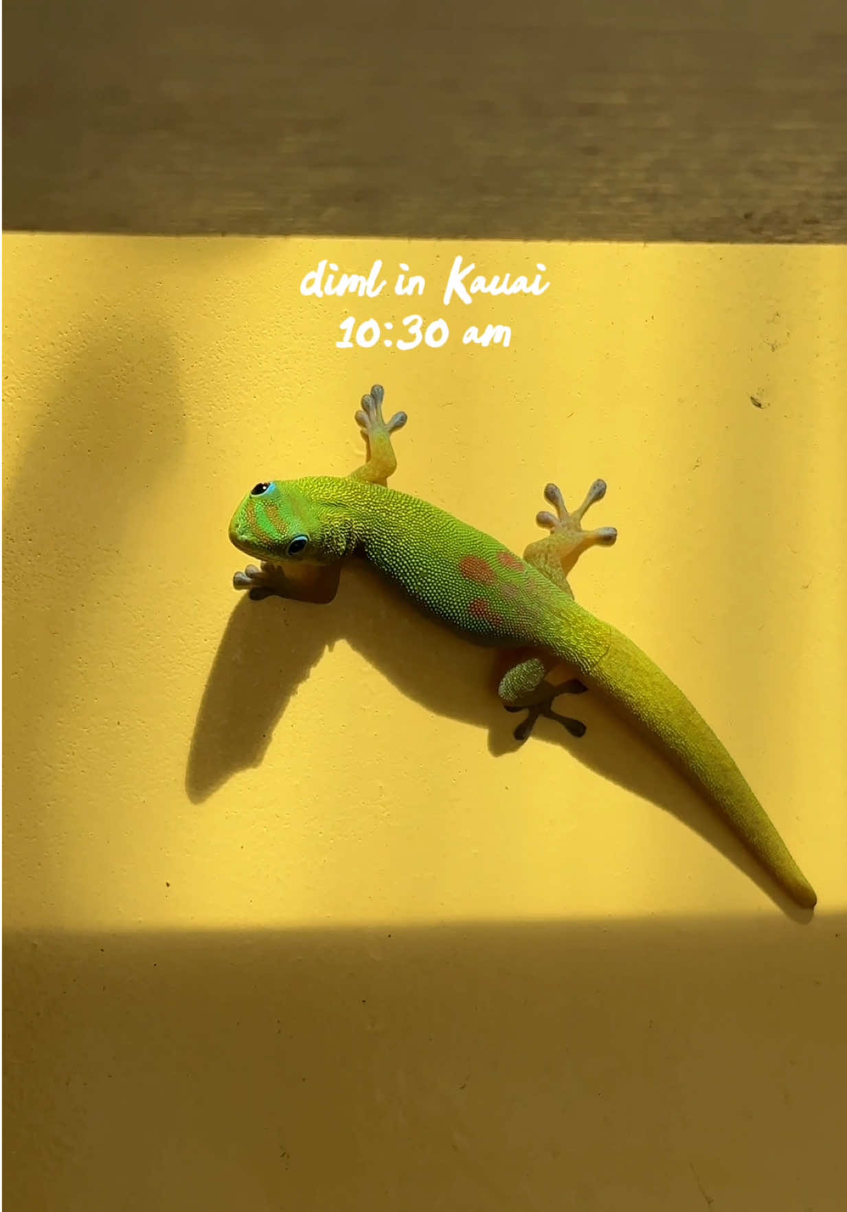 AM to PM in Kauai 😌 #kauai #kauaihawaii #kauaitravel #kauailife #creatorsearchinsights 