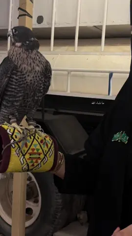 ياطير ماشفت خلي ماشفته ولا لقيته. #عنيزه_القصيم #عمت_عين_ماتذكرالله 