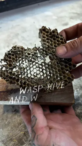 The wasp and wood recurve build