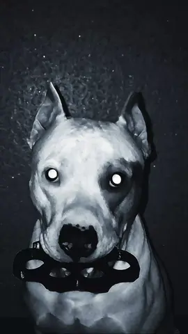#рекомендации #pitbull 