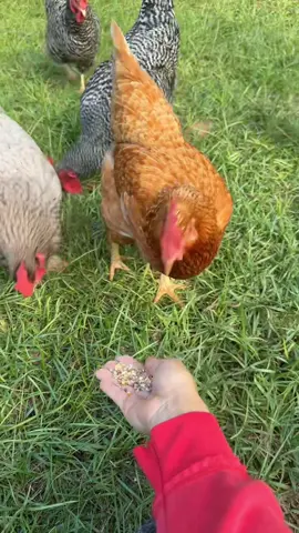 I trust mama dog more than gin.😆 I know anything is possible and it happens in the blink of an eye. I’ve had it happen several times. See the new coop in progress in the back? #chickens #chickencoop #straydog #poodle #goldenretriever 