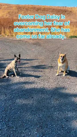 Foster dog Daisy was abandoned in a local dog park, then spent a few weeks in the police pound, where no one claimed her. She’s been with us for about six weeks, since coming to PAWS, and has come so far. My girl Stella is a great teacher. Daisy is ready for her fur-ever home. 🏠 ❤️🐶 #FosterDog #AdoptDontShop##PAWS#BeKindtoAnimals#BeKind