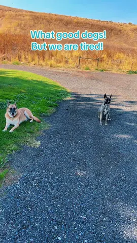 Daisy usually gets very excited when she sees other dogs, but I had no idea they were right behind us. We left right after this and came home for treats! #WhatAGoodDog #FosterDog #AdoptDontShop #PAWSVolunteer #volunteer 