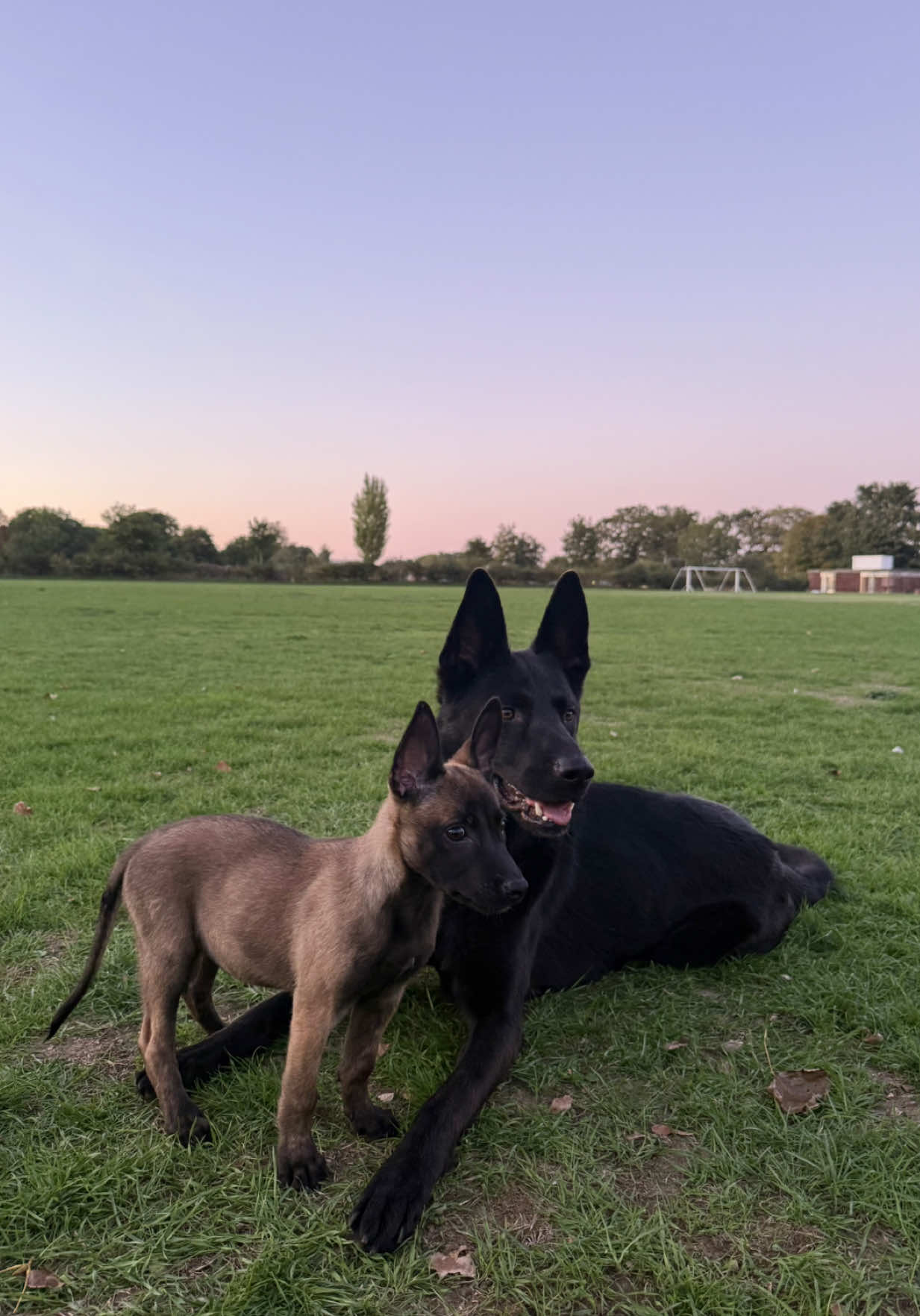 Teaching a settle outside of the crate is one of the best things you can teach your dog (whether there working or pet)! Tethering is a great training technique used to help a dog to settle by restricting them to move around. Lady will NOT settle outside of her crate at all so this technique will definitely help her to relax as she gets older when inside the house 🐾 ##fyp##DogTraining##dogs##tethering##malinois