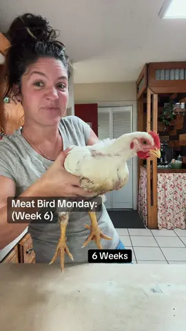 Meat Bird Monday: Week 6 Crunch Time! Making sure we have all things in order for a smooth day.  Plucker working✅ #homestead #homegrown #meatchickens #chickenplucker #chickens 