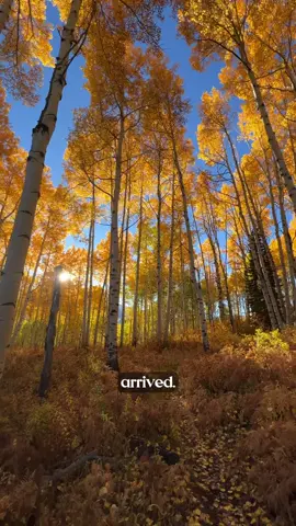 Autumn is here, and the West is alive with color 🍂 From golden aspens in Colorado to fiery reds across the Utah Wasatch, glowing Tetons, and the wild tundra of Alaska, this season reminds us how beautiful change can be. Cowboys ride through crisp mountain valleys, friends gather around campfires, and deserts and oak-studded hills burst with warm oranges and reds. From alpine passes to desert canyons, fall in the West is short but magical — a season to chase, explore, and savor every golden moment. #FallColors #AutumnVibes #ColoradoFall #UtahFall #Tetons       