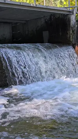 You're witnessing one of nature's greatest challenges! Every fall, thousands of salmon battle upstream at the Bowmanville Fish Ladder to spawn. It's not just a swim, it's a full-on salmon olympics! You HAVE to see this in person. #SalmonRun #NatureLover #Bowmanville #OntarioAdventures #FishFacts 