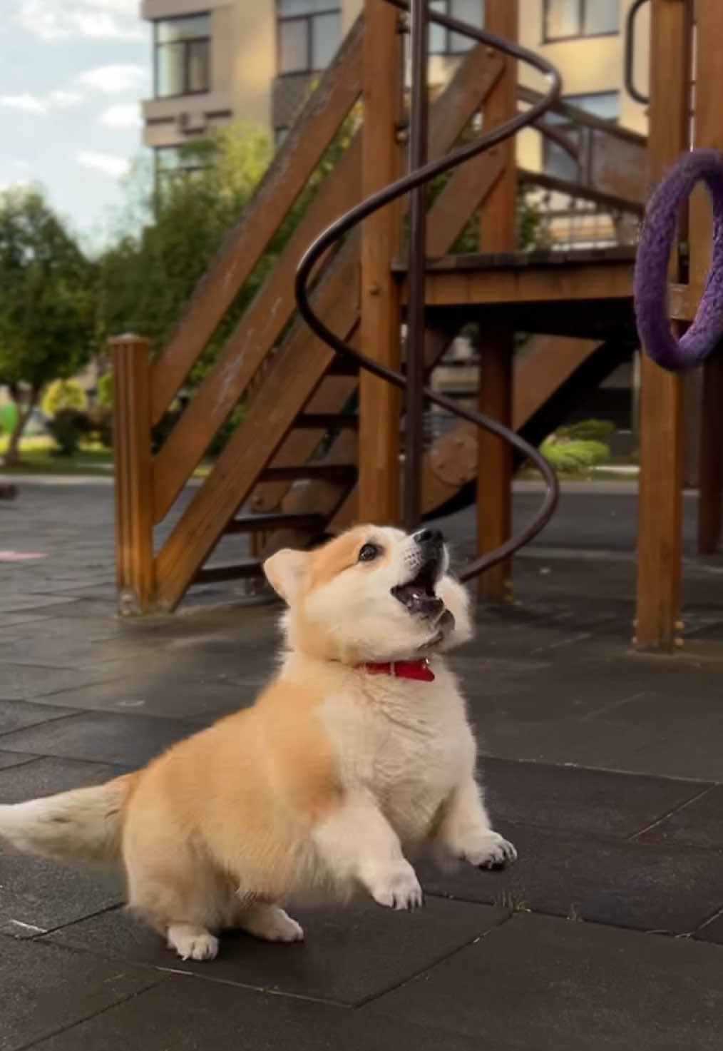 Let’s play 🐾🐾😉 #corgi #dog #fun #tiktok #corgisoftiktok 