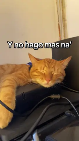 Que vida tan buena 😼#gato #salsa #paratii #colombia 