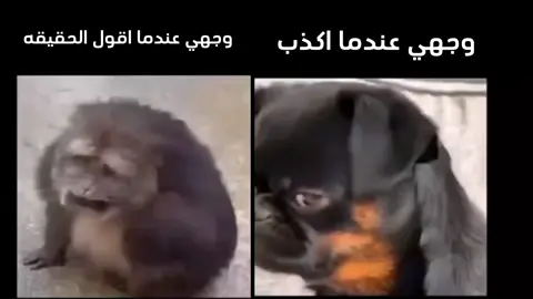 #إكسبلور #إكسبلور_فولو #منشن #ميمز ‏#fyp #استكشف #fypシ #foryou #ميمز #ميمز