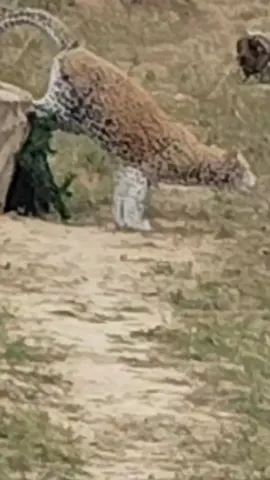 #viking #homestead #horses 