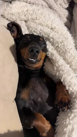 She smiled at him with her lower teeth… #dachshund #dog #dogs #sausagedog #miniaturedachshund 