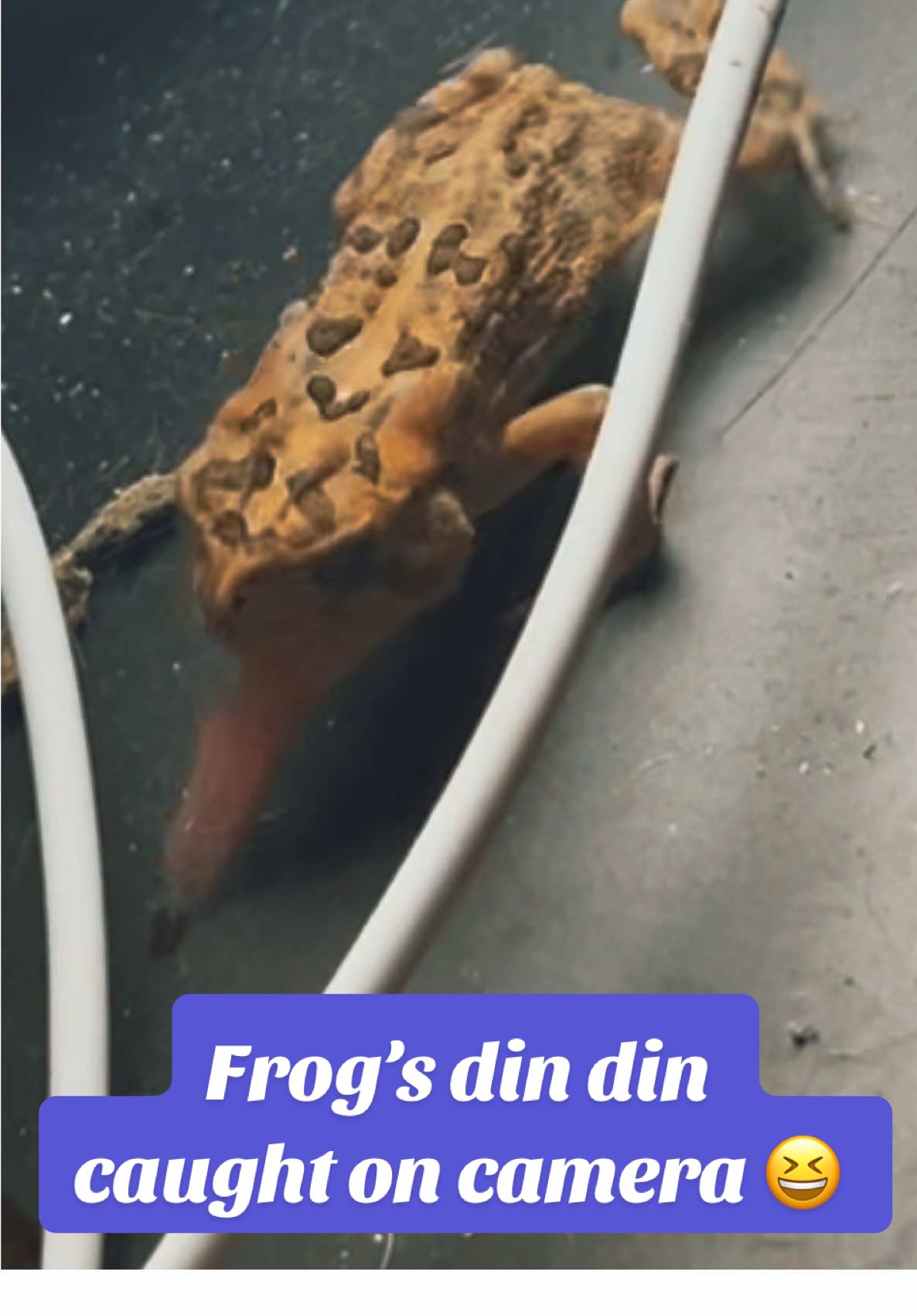 Florida frog - gettin’ some dinner on our back porch…  @WarcrafterX  #frog #frogs #floridalife #predators #animals 