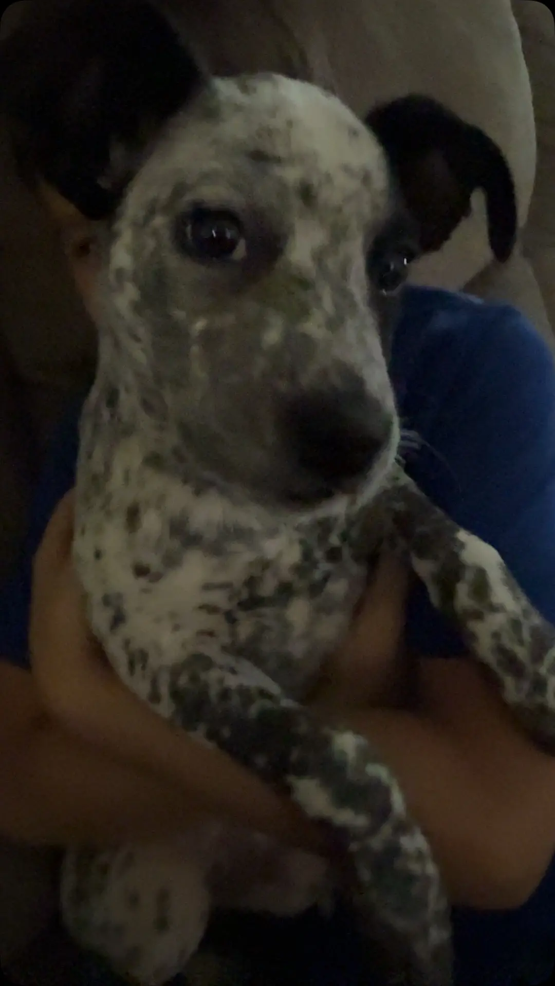 Put the sound TikTok 