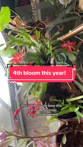 Christmas Cactus booming again! 4th this year!! 