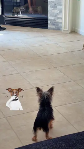 😅 #dogs #perrostiktokers #fpyyy 