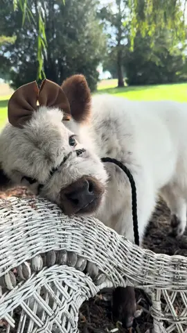 Give us a ❤️ if you want to see more fluffy mini cows?! We have more to share!! 😍 #viral #highlandcow #farmlife #fluffycow #minicow 