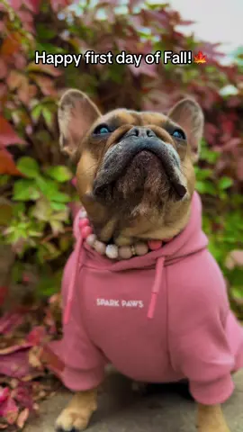 Obsessed is an understatement 😍 @SPARK PAWS #sparkpaws #dogsoftiktok #frenchie #frenchbulldog #dogtok 