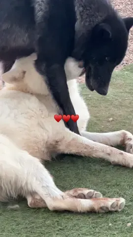 A sweet moment between friends♥️.                                              #keeperofthewolves #foryoupage #savewolves #packpeculiar #wolves 
