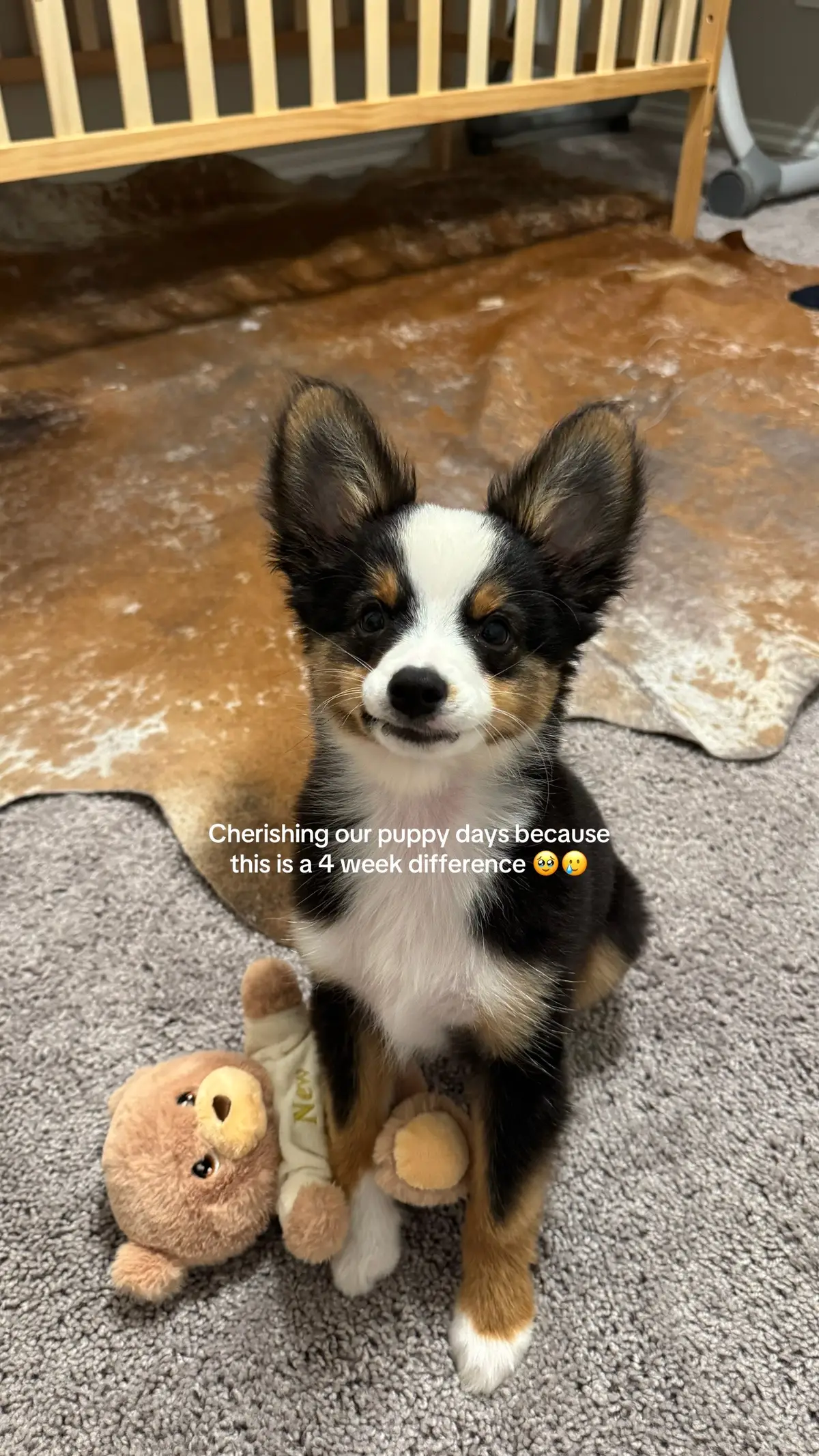 He went from 3 to 7lbs so fast 😭😭 #dogmom #pregnancytok #toyaussie #dogtok #puppytok 