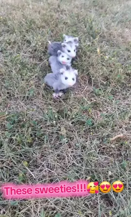 These precious sweeties are heart stealing!  sharing & spreading the cuteness, love & smiles 😃  #adorable #heartstealing #babypossums #animallover 