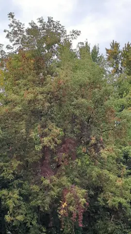 The undisputed king of the Muscle Car era — 1970 Chevelle SS 454 LS6. 450 horses, pure Detroit thunder. Long live the legend. 🏁🔥 #chevelle #musclecar #chevy #454 