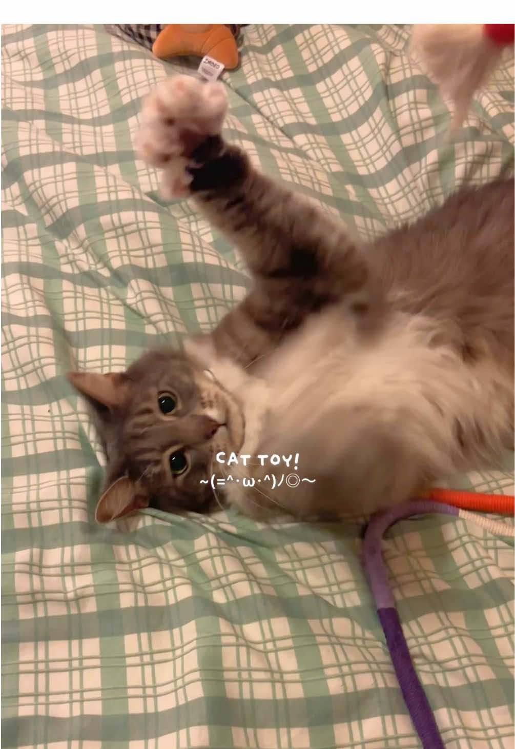 now evee can clean her little teeth :-3 #Vlog #cats #catsoftiktok #cattoys 