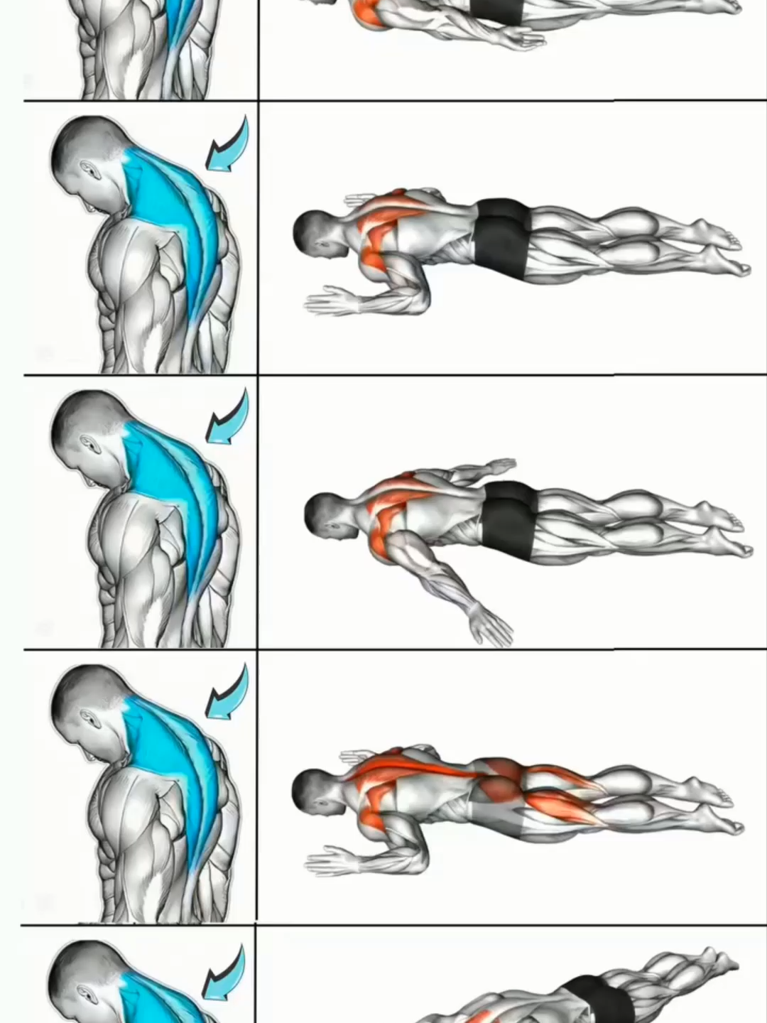 Trape Workout #GymTok #muscle #exercise #Fitness #workout #workoutroutine #workouttips #fit #fitnesstips