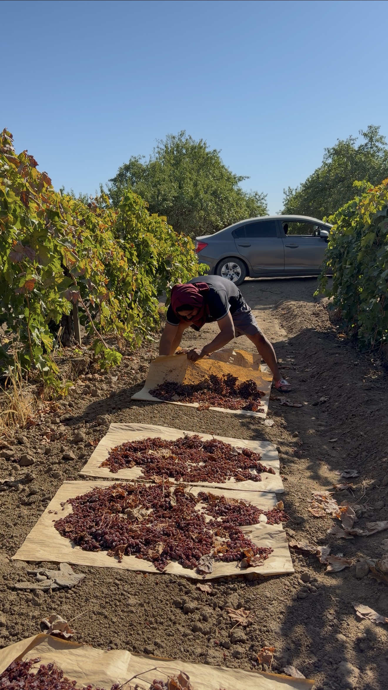 El patrón le regala comida y Din3r0 a este muchacho por ser un buen trabajador #trabajo #work #campo #fyp #usa 
