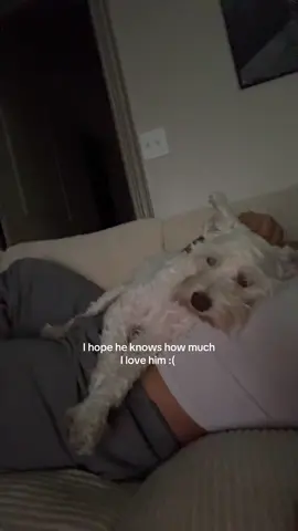 My heart in dog form 🥲 #fyp #minischnauzer #shnauzer #dogsoftiktok #dog 