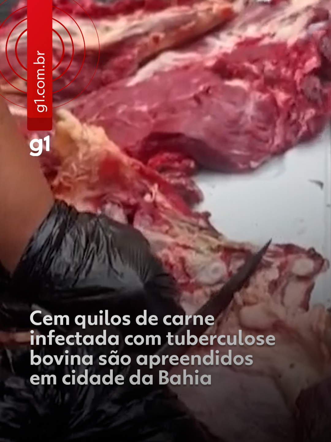 Bahia - Uma equipe sanitária encontrou e destruiu 100 kg de carne com lesões compatíveis com a tuberculose bovina — zoonose grave que pode ser transmitida ao ser humano por meio do consumo de alimento contaminado — na cidade de Ibicaraí. Segundo informações da Agência de Defesa da Agropecuária da Bahia, o material foi encontrado após uma denúncia. O caso aconteceu na última sexta-feira (20), em uma área pública disponibilizada pela prefeitura para açougueiros da cidade. A ação foi realizada em parceria com a Vigilância Sanitária do município. Segundo Lorena Silva, médica veterinária oficial da Adab e integrante da equipe sanitária do litoral sul da Bahia, a carne estava disponível para ser comercializada. O dono da carne não foi encontrado no local, por isso a ação foi direcionada ao responsável por fazer a manutenção logística e de higiene do espaço. Um termo de apreensão e outro de inutilização foram gerados para que o material fosse destruído. Saiba mais clicando em 'leia o artigo' #g1 #g1local #bahia #tiktoknotícias