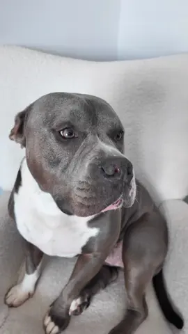 Guilty or not? #americanbully #bullybreeds #doglove #funnydog #dogparents #dogcontent #doglovers #funnydogs #dogowner #dogs #doghumor Dog life, dog humor, dogs, funny dogs, cute dogs ib