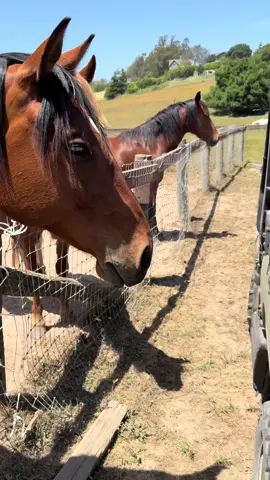 #horsesoftiktok 