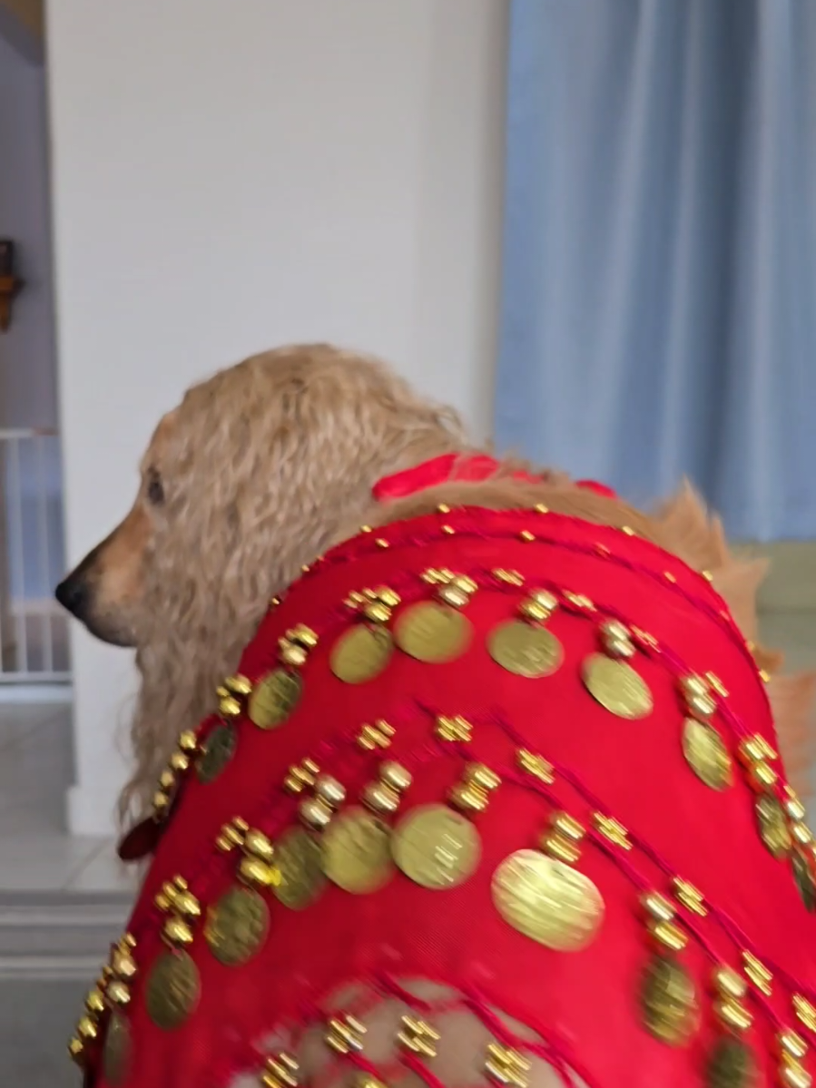 The next Shakira? 💃🏽😂 #dogsoftiktok 