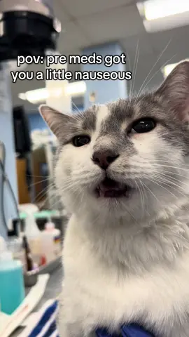 don’t worry he got cerenia right after this and felt better 🥰 #cat #catsoftiktok #vetmed #foryoupage 