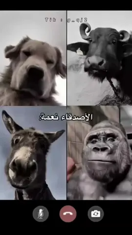 #عليش #gemini #المعهد_العالي_للتطوير_الامني  #ليفربول #الشيخ_مصطفى 