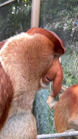 Proboscis Monkey Amazing  video.#Chimelong #MonkeyNakula #funny #ytshorts #shorts 