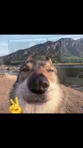 Little Wolf hopes you are happy every day and free from worries.#LanguageLearning #WolfishTemptation #MixedBreedWolf #FresTheWolfdog #AdventureBuddy 
