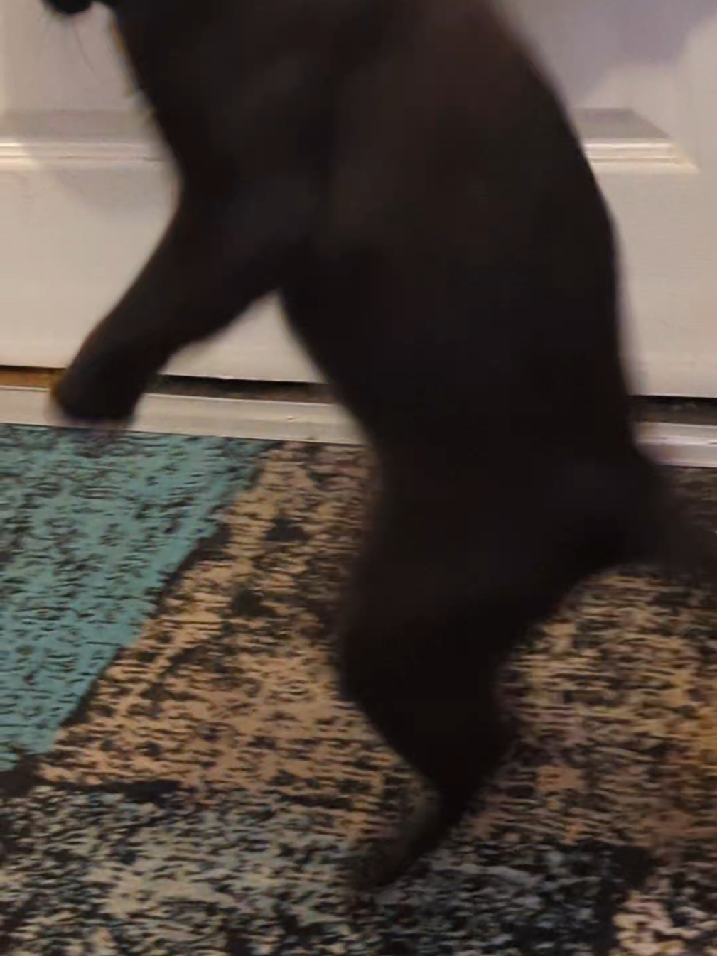 for legal reasons this is a joke and I love him very very much #cat #sillycat #blackcat #catlover #xyzabc 