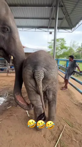 bocil gajah minum susu #nisa #fypage #gajah #lucu #fyp 