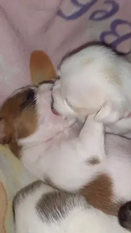 #pura magia#cachorrosdotiktok #humor😜🤣i #amor #proibido 